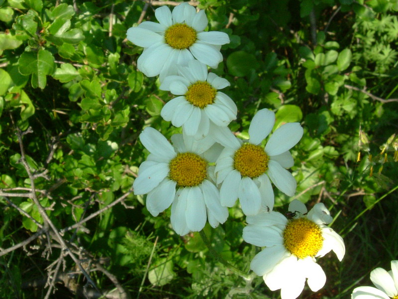 Bellis a Campotrera - no, Anthemis o  Tanacetum sp.
